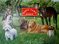 HAPPY PAWS RANCH...dog boarding